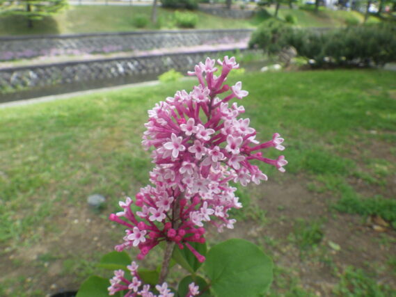 ベイルベルの花
