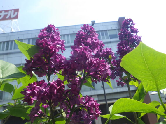 ライラック・シャルルジョリーの花