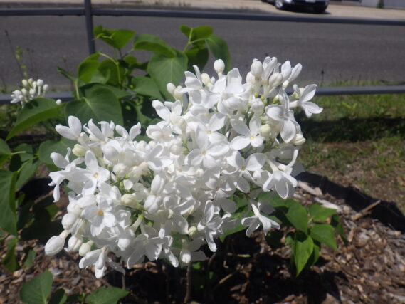 シスターユスティナの花