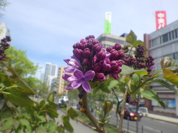 5月3日に咲いていたラムフォンホルステンシュタインの花1輪