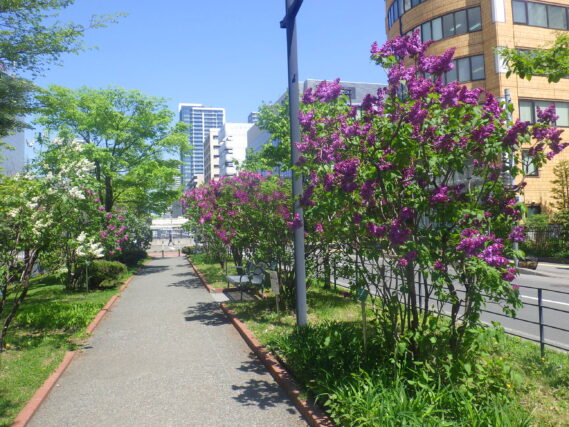 北2条ライラックウォークの様子