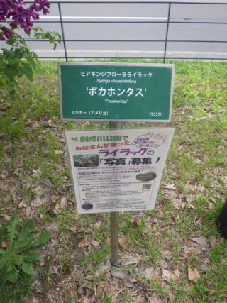 ライラックの写真募集の看板の画像
