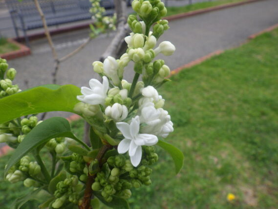 マダムルモワンの花が開花した様子