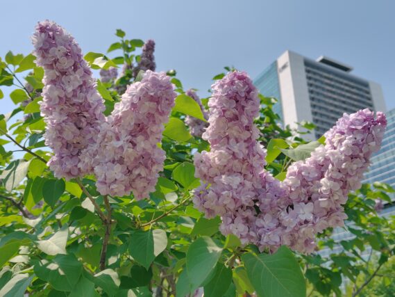 ライラック投稿写真064八重咲のミシェルブフナー