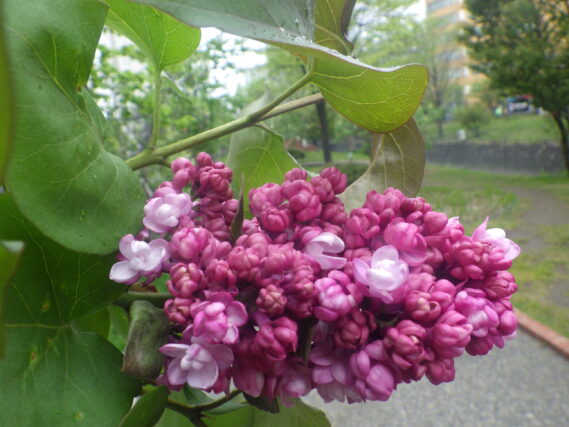 フランクフルターフリューリンクの花が開花した様子