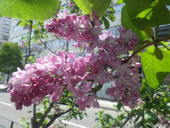 ライラック・ベルドゥーナンシーの花
