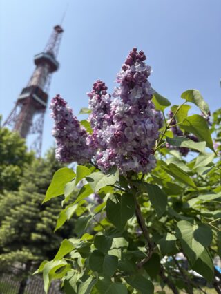 ライラック投稿写真011旅行最終日に