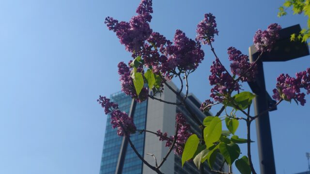 ライラック投稿写真006蔦