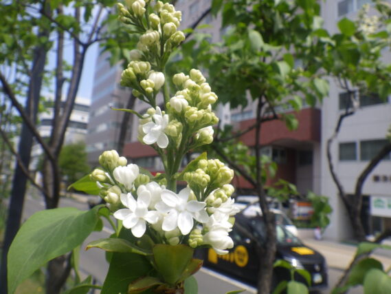 ライラック「イーディスガヴェル」の小さな花が咲き始めた様子