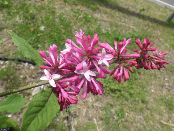 ミスカナダの花
