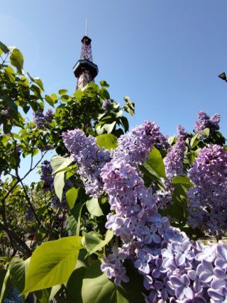 ライラック投稿写真004久々にライラック見たくて。