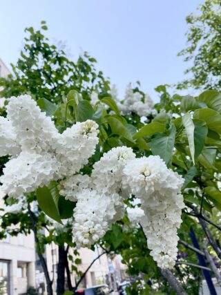 ライラック投稿写真022モコモコライラック