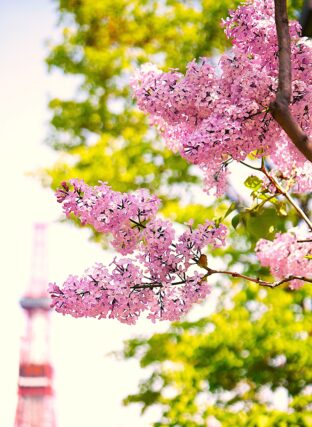 ライラック投稿写真053川沿に咲くライラック