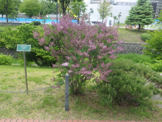ミスキムが開花した様子