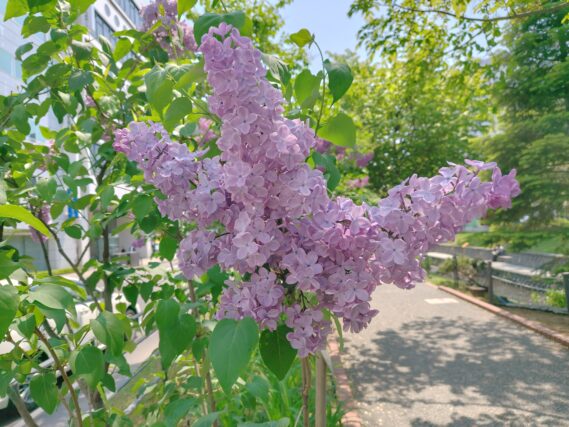 ライラック投稿写真068この存在感にビックリ！ノーダン