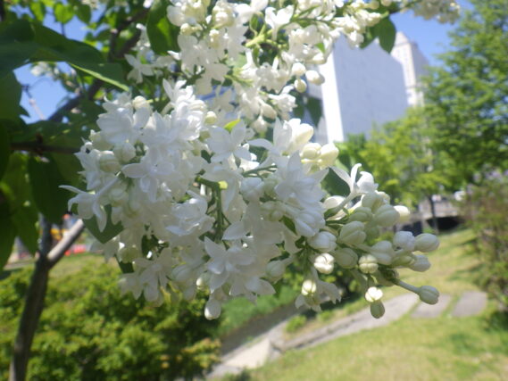 ジョンダンバーの花