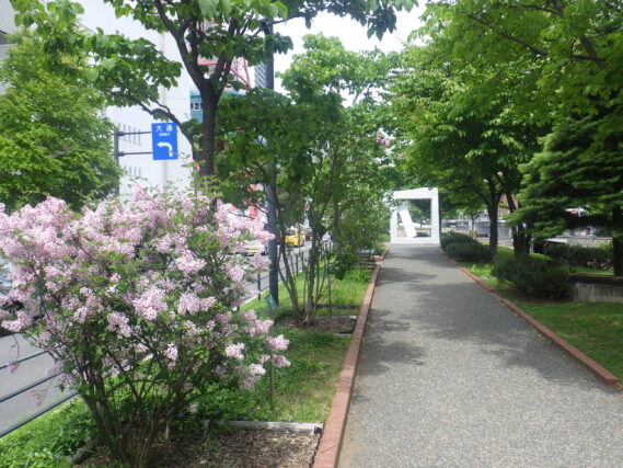 四季蘭と生棒