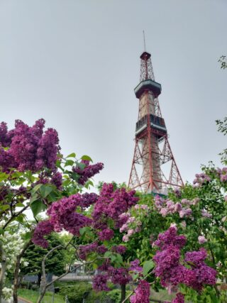 ライラック投稿写真030通勤時の癒し