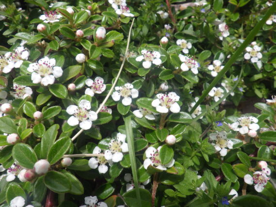 コトネアスターの花