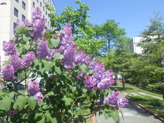 ライラック紫の濃い紫の花