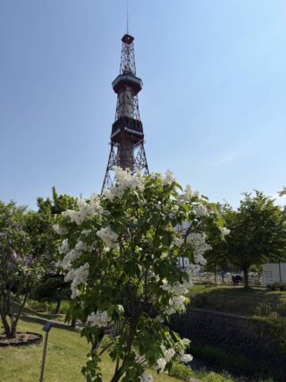 ライラック投稿写真032テレビ塔とライラック