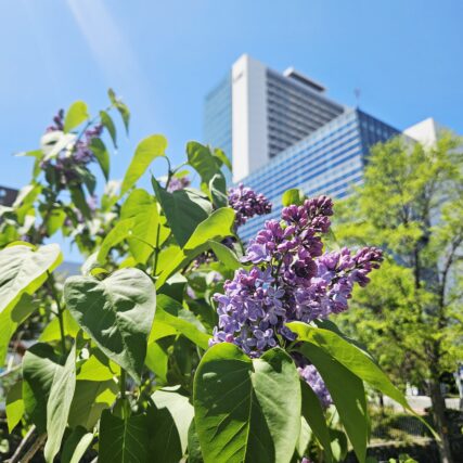 ライラック投稿写真050夏の訪れ