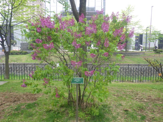 開花が進むアセシッピー