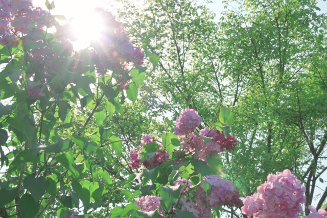 ライラック投稿写真016春の陽気