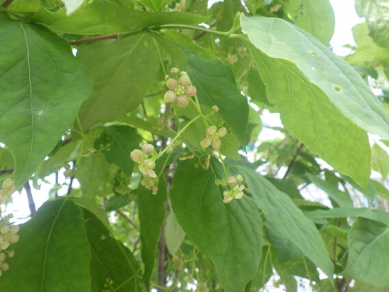 ツリバナの花が咲いている様子