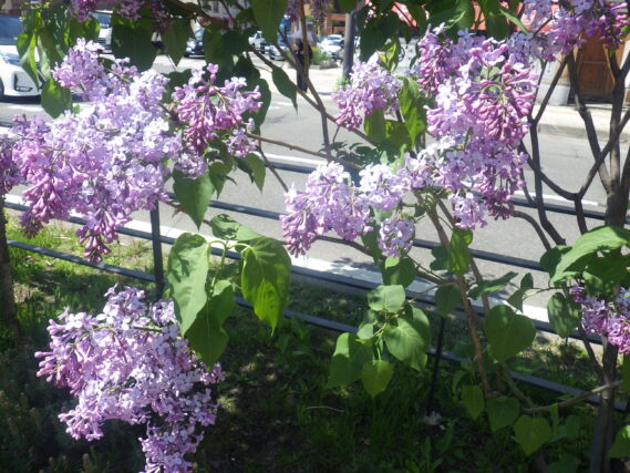 ライラック紫の薄い紫の花