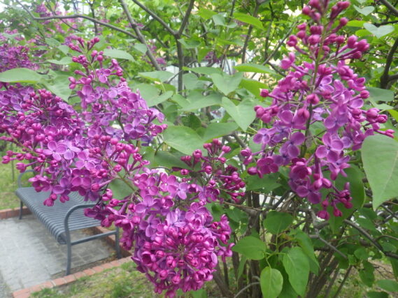 ポカホンタスの花の画像