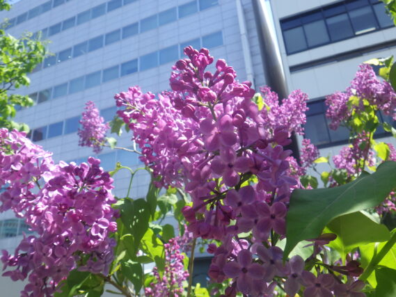 アセシッピーの花