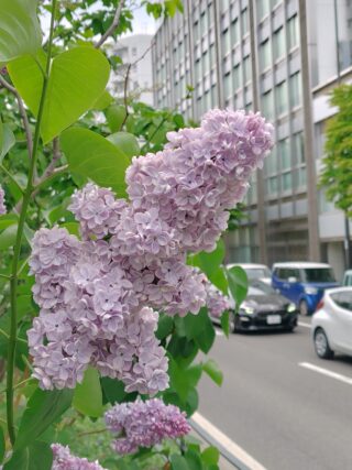 ライラック投稿写真061街道を背に咲くレオンガンベッタ