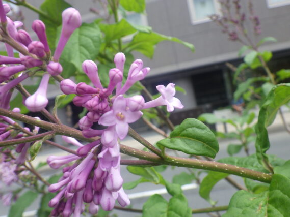 メヌエットが開花した様子