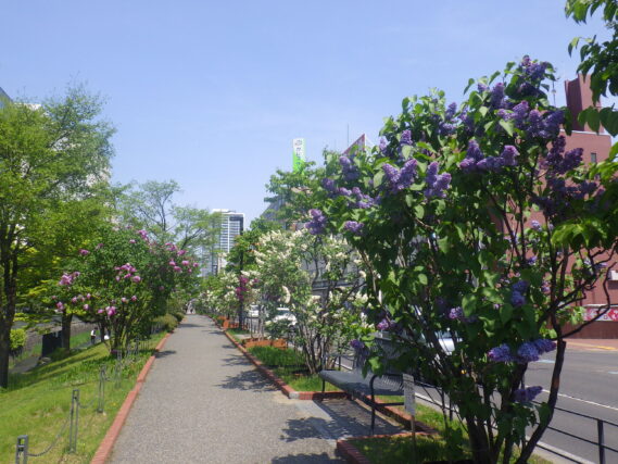 北1条東側のライラックウォークの様子