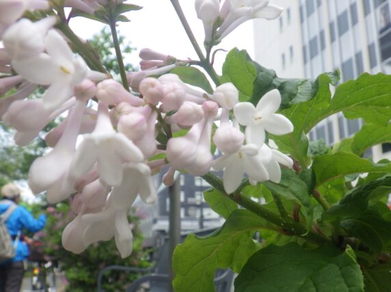 アグネススミスが開花した様子