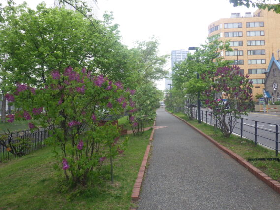 北2条東側の園路沿いライラックウォークの様子