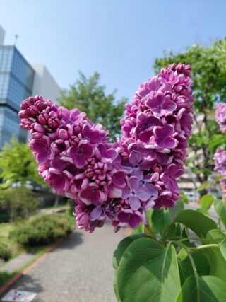 ライラック投稿写真013ばたふらい