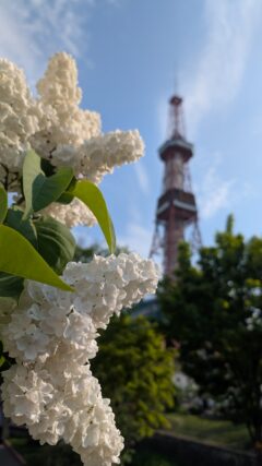ライラック投稿写真057青い空と真っ白なライラック