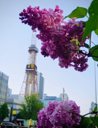 ライラック投稿写真027エスタースティリー