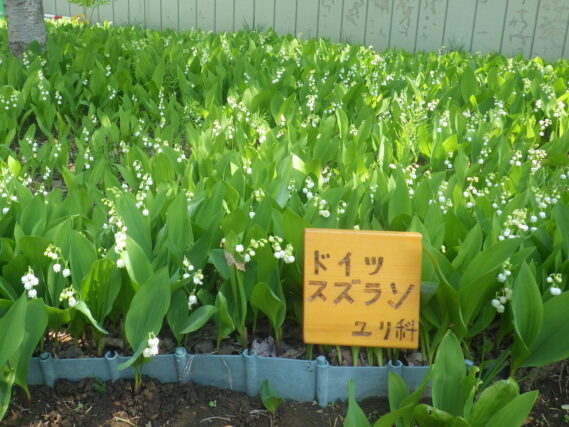 ドイツスズラン花壇に花名板がついた様子