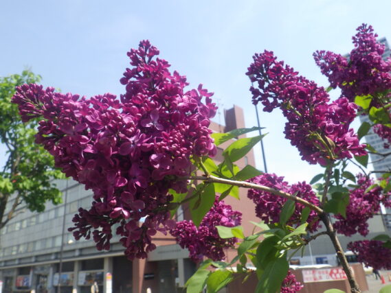 ライラック・モンジュの花