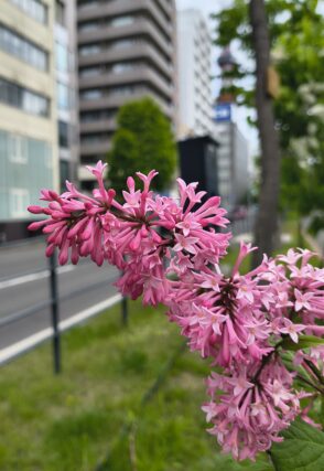 ライラック投稿写真088鮮やかなピンクが可愛い