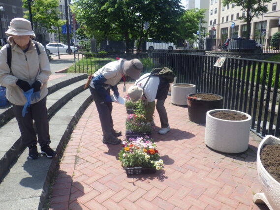 狸二条広場のコンテナの花の植え替えをする花くらぶ