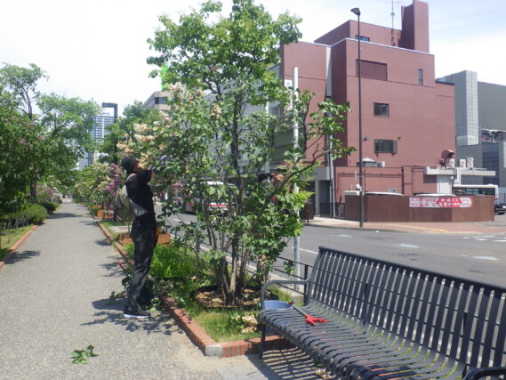 北１条でライラックの花がら摘みをする植物ボランティア