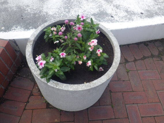 植え替えられたまんなか広場のコンテナ