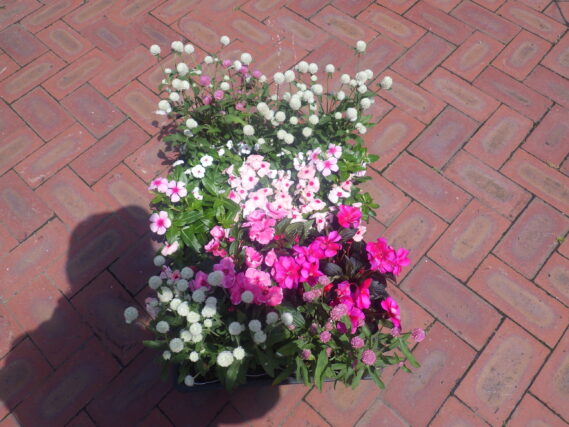 広場に植え込む花苗　