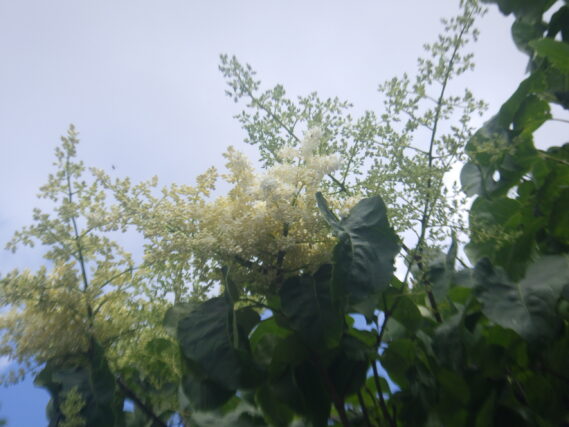 少しだけ咲き始めたハシドイの花