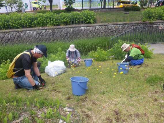 ブタナと格闘する除草ボランティア