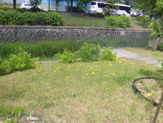 芝生斜面のブタナの様子